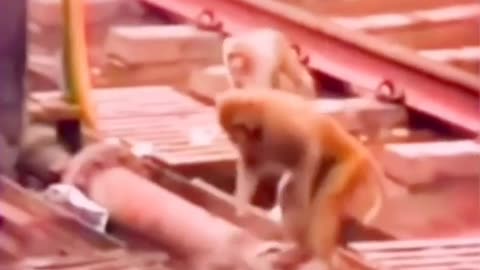 🤯💡 This Monkey Brings An Electrocuted Friend Back To LIFE! | FeedMyCuriosity