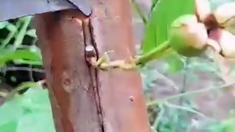 How to grafting excellent variety of Guava Fruits....