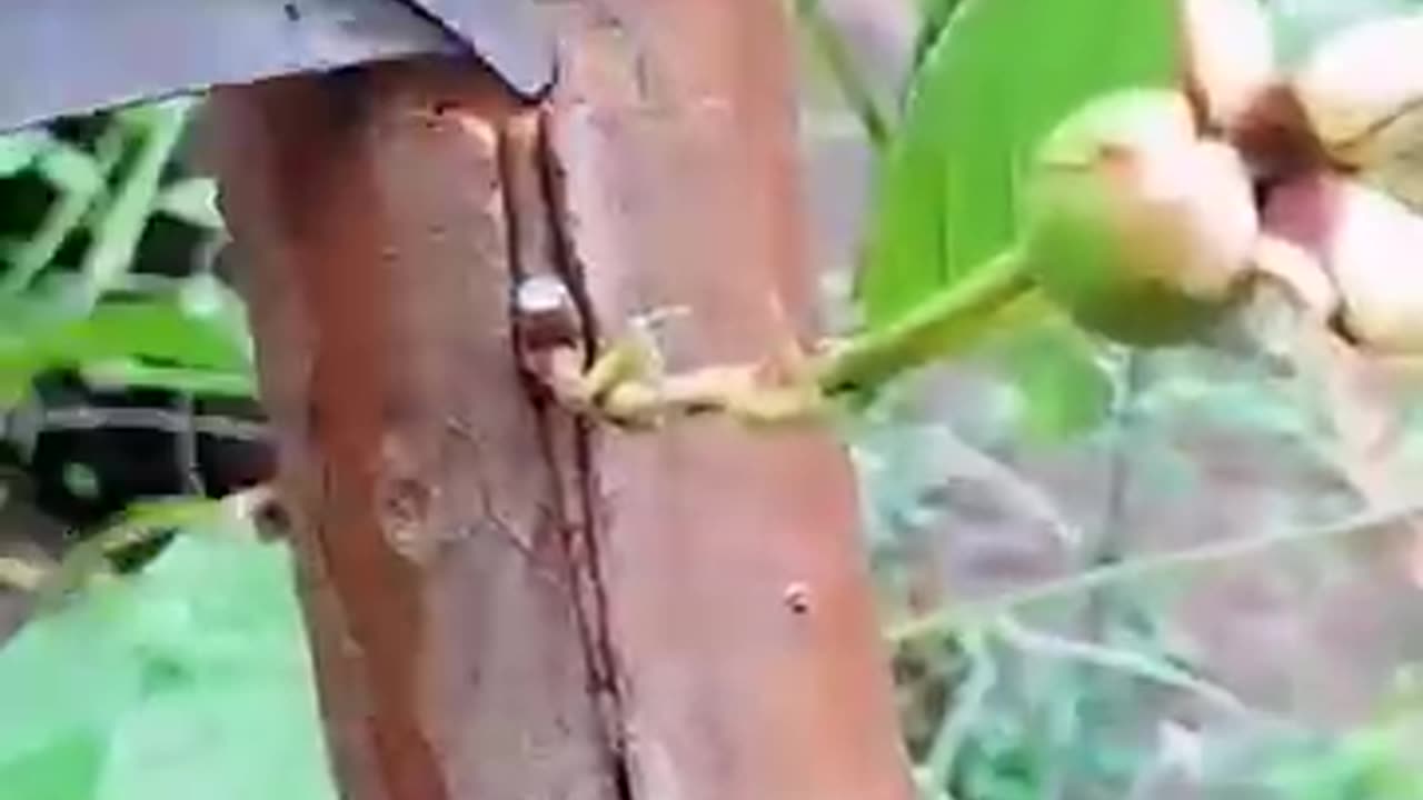 How to grafting excellent variety of Guava Fruits....