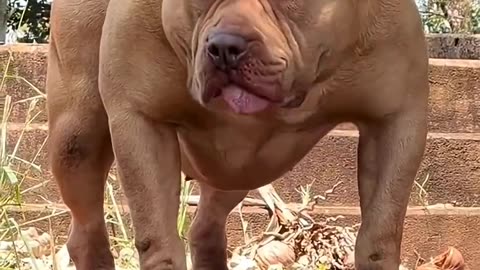 Small to giant animal transformation