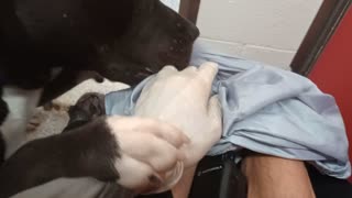 Asher 4y A878713 kennel 9 pod 1 PACC shelter good, kid he really wanted 2 go 4 doggie walk2025100828