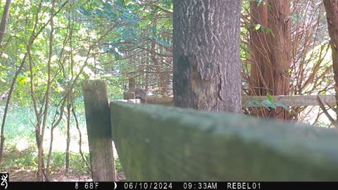 Squirrel fight & 1 goes flying!!