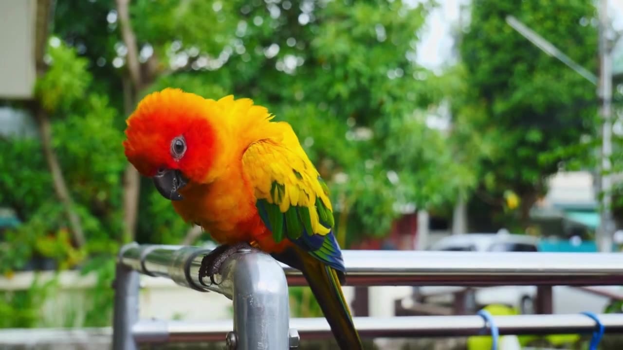 “Parrot’s Groove on the Branch – Dancing Bird Fun! 🦜💃”