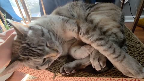 The Coziest Cat Ever: Head Pets While Lounging in Shadowy Sunbeams