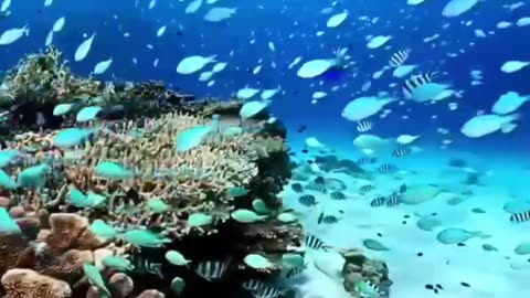 Amazing underwater world