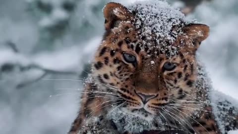 🐆 Amur leopard - is endangered.