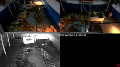 Tired of the same streams all over again? Look at some turtle instead!