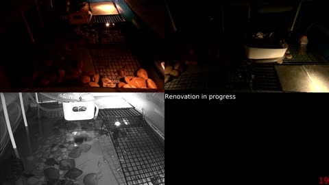 Tired of the same streams all over again? Look at some turtle instead!