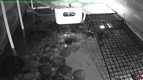 Tired of the same streams all over again? Look at some turtle instead!