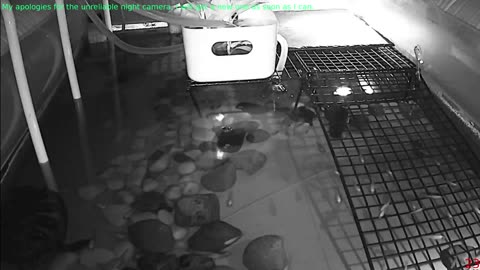 Tired of the same streams all over again? Look at some turtle instead!