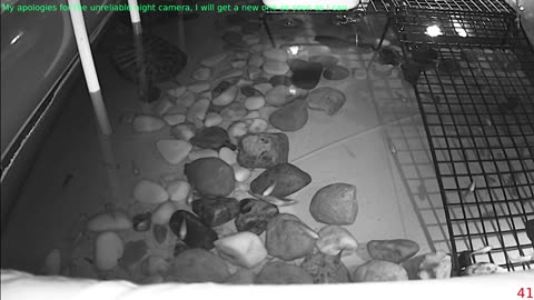 Tired of the same streams all over again? Look at some turtle instead!