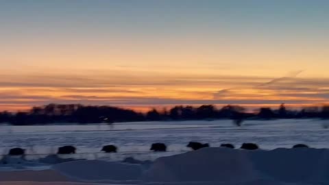 Large Wild Boar Sounder Passing by Farm