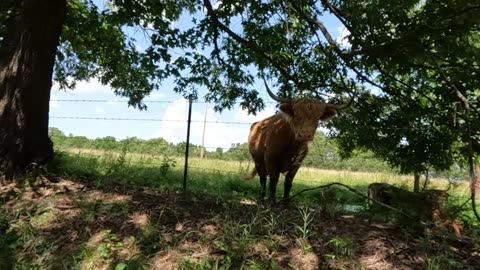 Beautiful & Fun Highland Cows