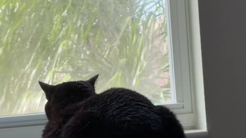 Cute Precious Piper is Very Thoughtful - My Adopted Shelter Cat Vlog #shorts