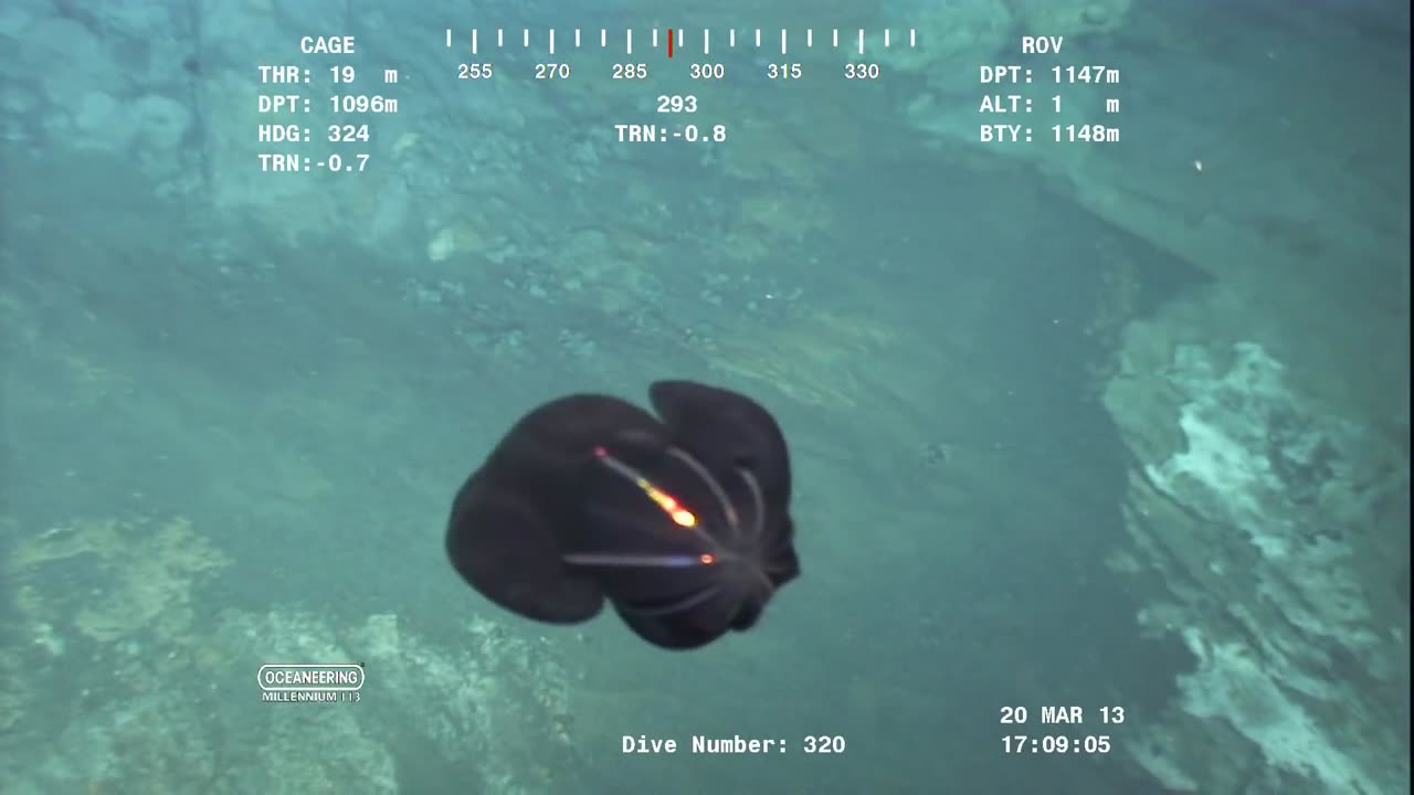 Alien? Or phosphorescent sea creature....