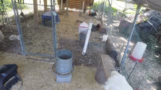 Chicken Live Stream