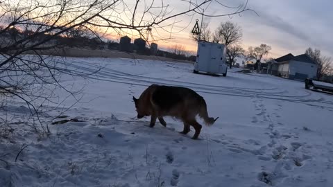 Dogs&Sunset