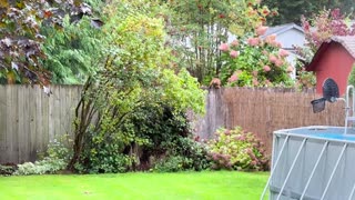🐻😲 A Furry Visitor in Broad Daylight - Too Close for Comfort! | FunFM