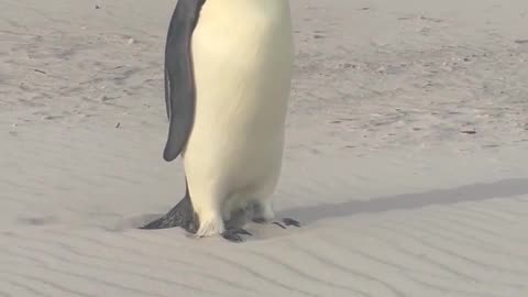 🧠✨ Rare Encounter: Endemic Penguin on Australian Beach! | FeedMyCuriosity