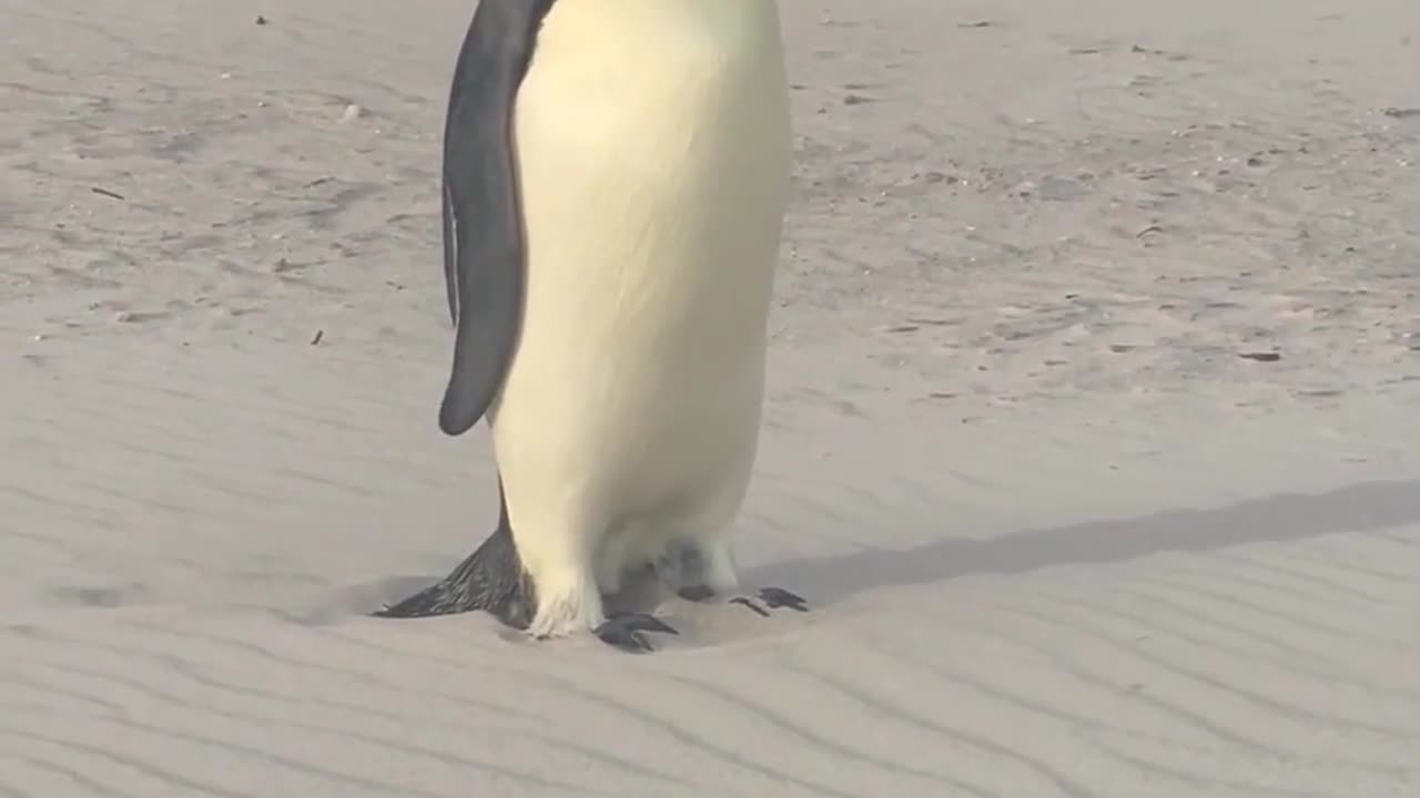 🧠✨ Rare Encounter: Endemic Penguin on Australian Beach! | FeedMyCuriosity