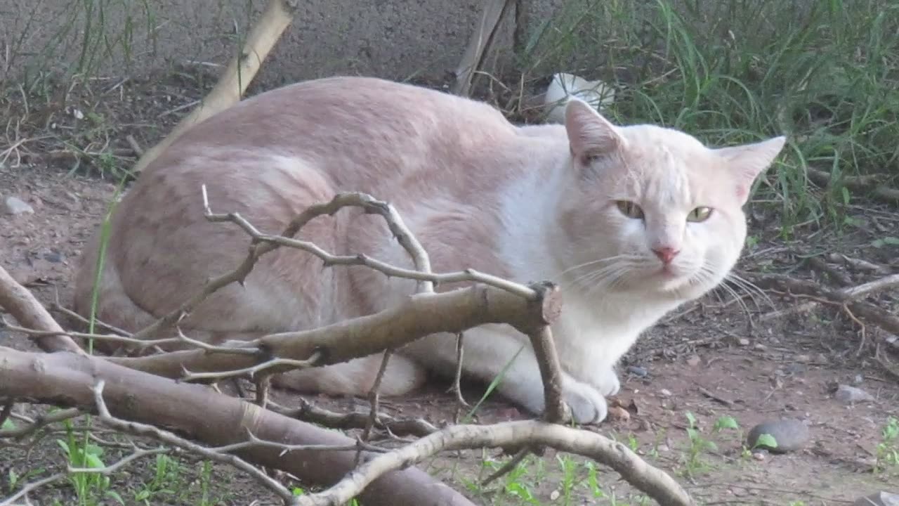 Feral Cat