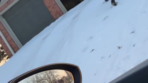 Valentine Falls For Love