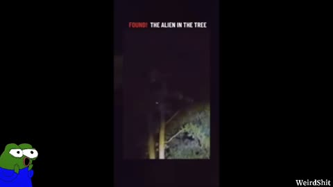 Alien Found in the Tree? Disturbing Sighting Behind a South Carolina Home