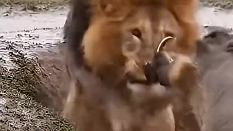 Lions vs warthog