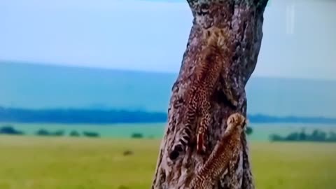 This is not Normal! LIONS vs CHEETAH| Tree CLIMBING