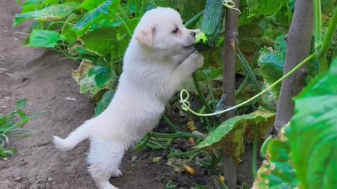 White dog.