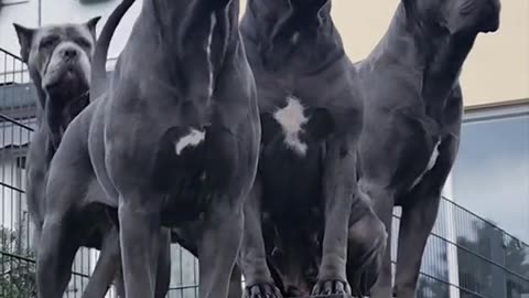 Cane Corso