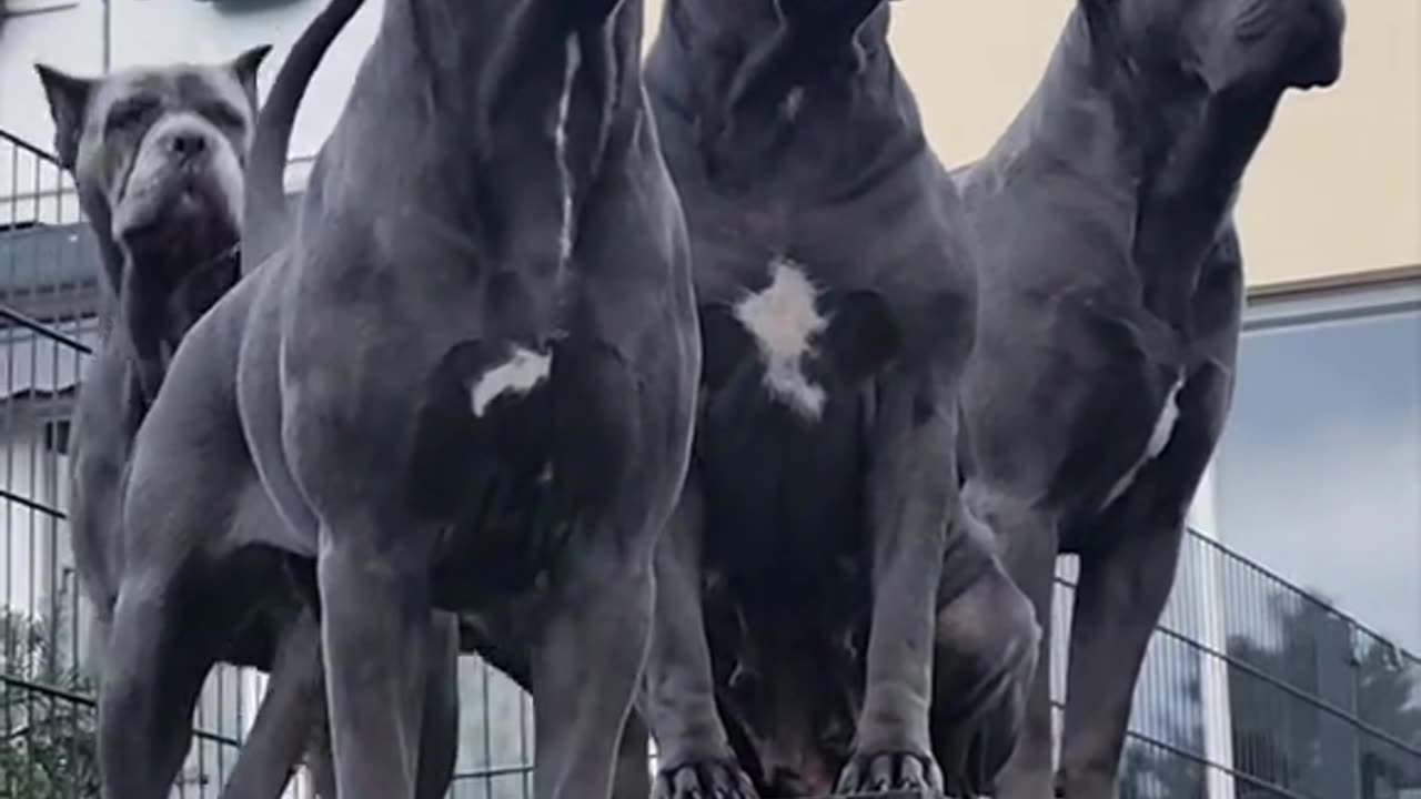 Cane Corso