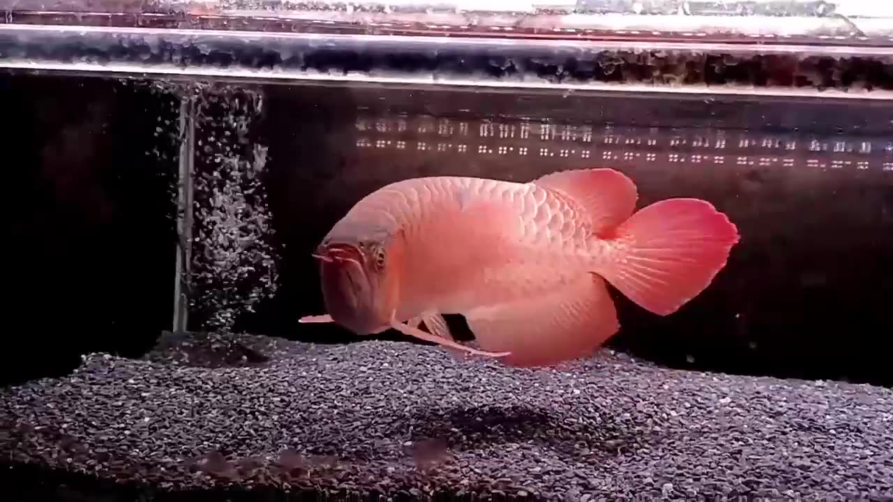 【龍爵士】印尼紅 (2)