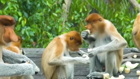 monkey business funny facts about our primate pals