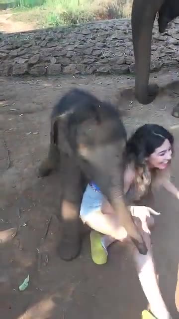 The Baby Elephant play with girl 🙀