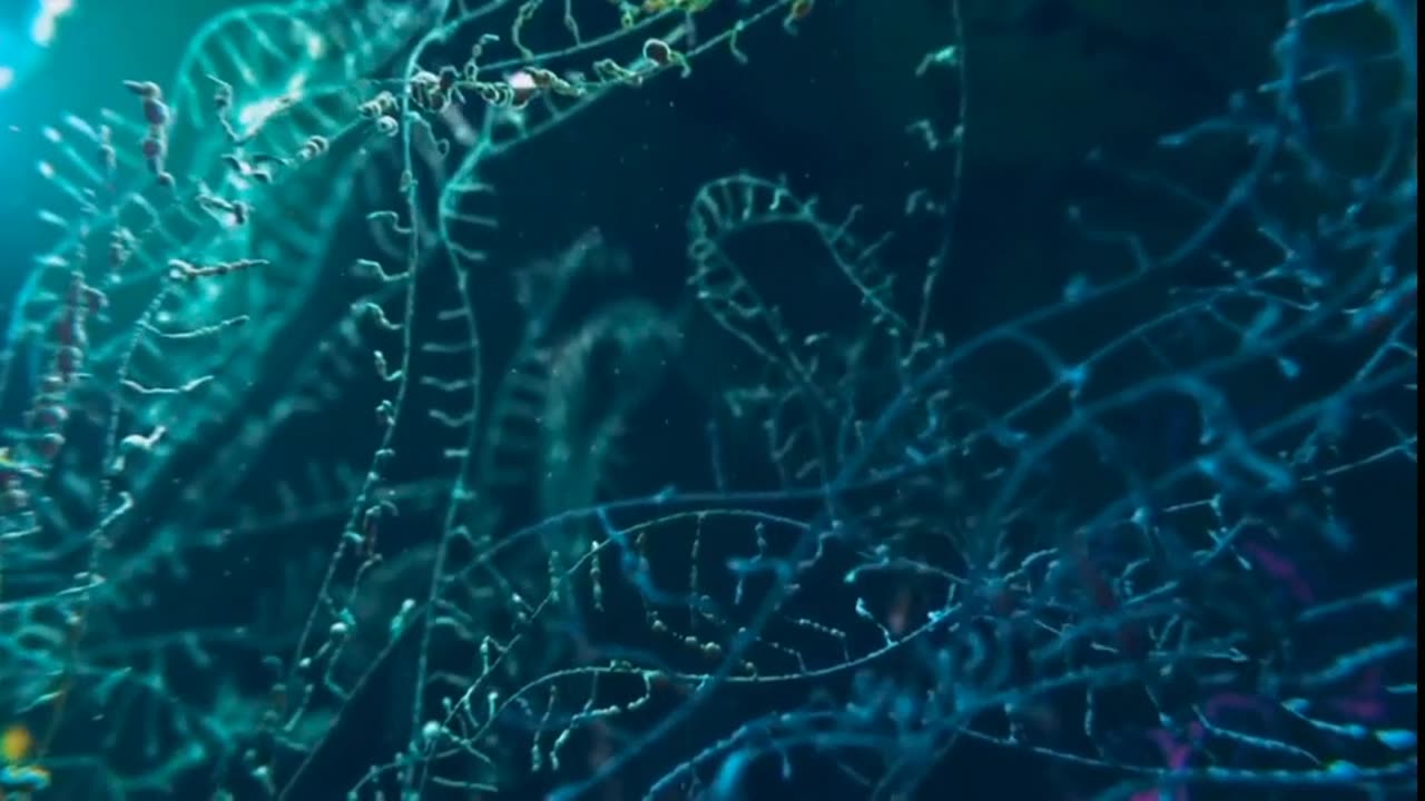 Germ Theory vs Terrain Theory | Hidden Health Debate