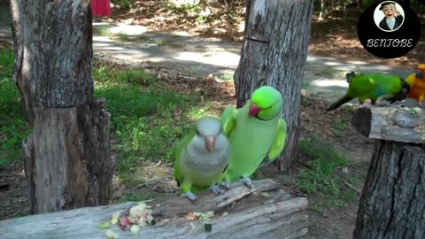 The Flirty Birds Edition