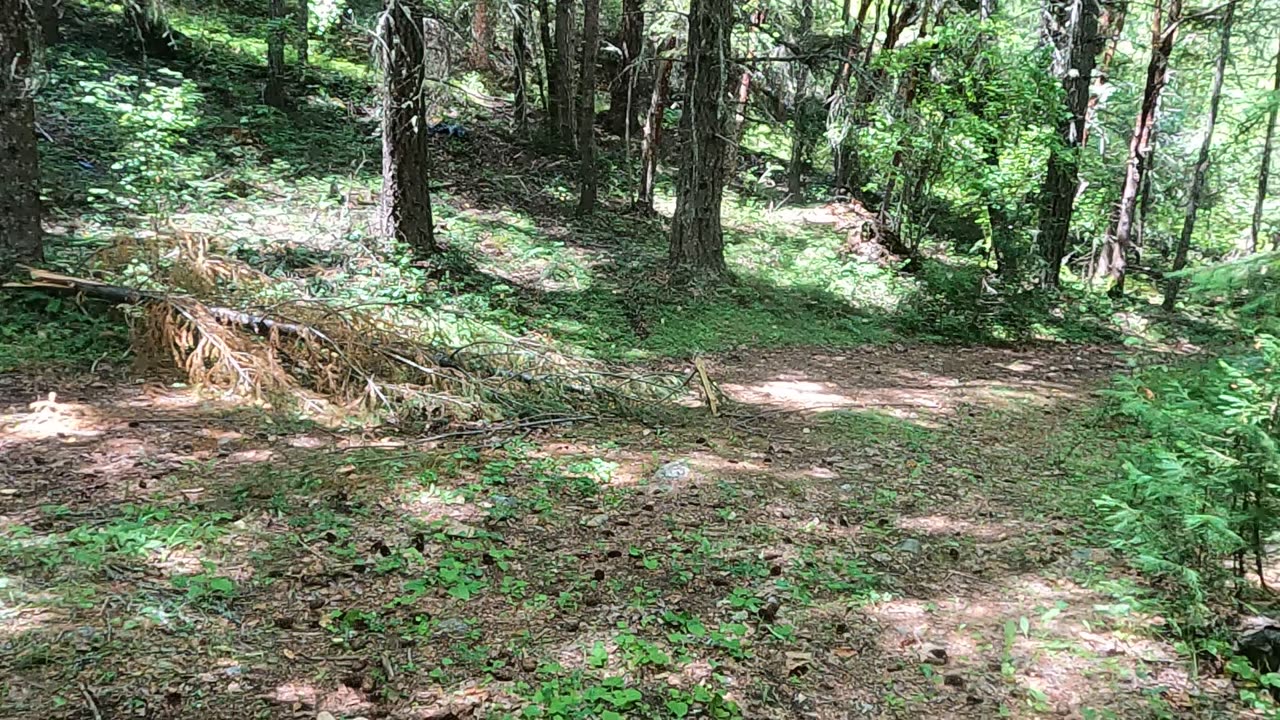 Bigfoot Evidence - territorial markers in center of trail