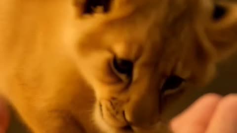 Tiny Lion – The Cutest Little King