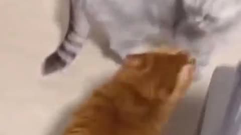 To show whos boss