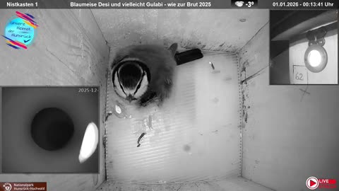 Restless New Year's Eve 2025/26 at the blue tit's 🐦💥💥💥🎉😥