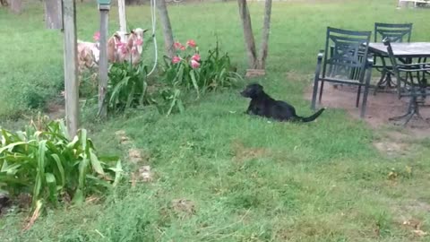 Doggo meets goaties