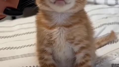 So cute cat