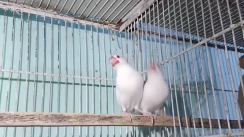 Birds shop in Karachi Pakistan 🇵🇰