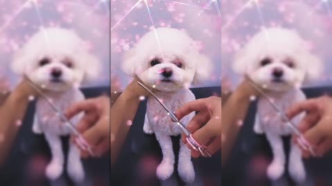 Adorable Puppy Gets a Makeover