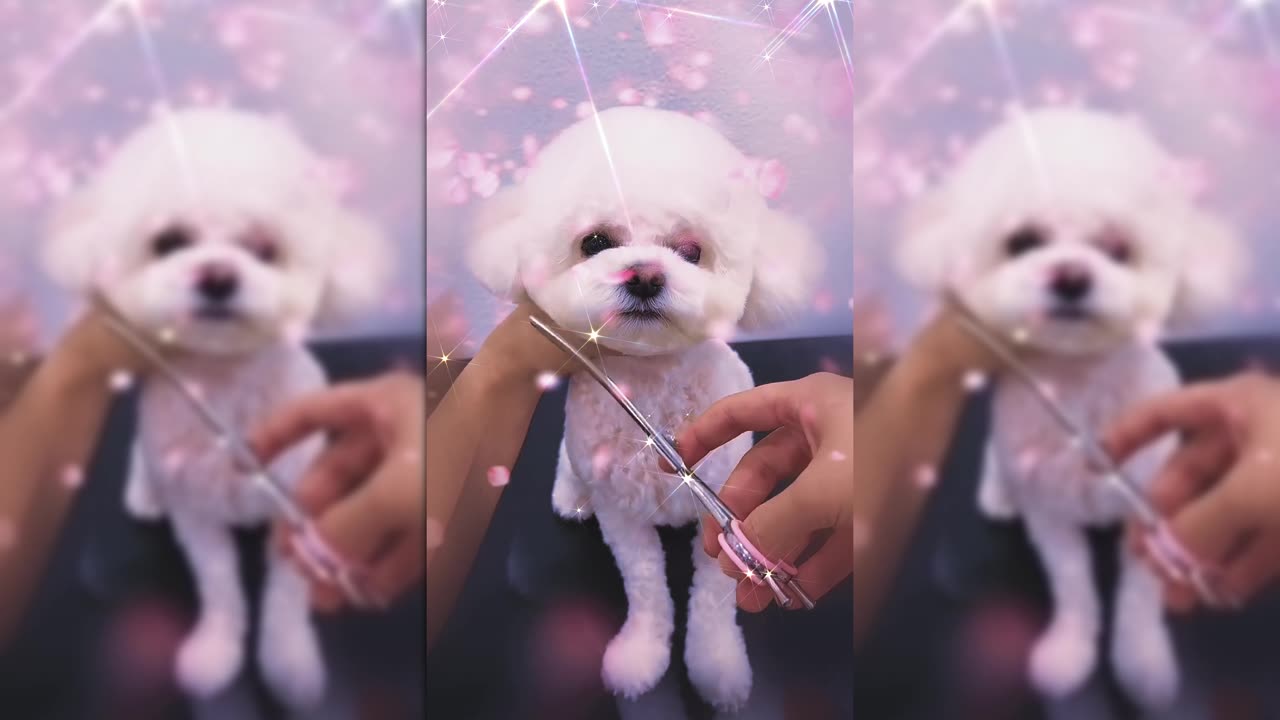 Adorable Puppy Gets a Makeover