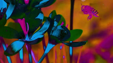 Lullaby (short poem)