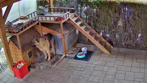 GSD found a funny way to ease his itching