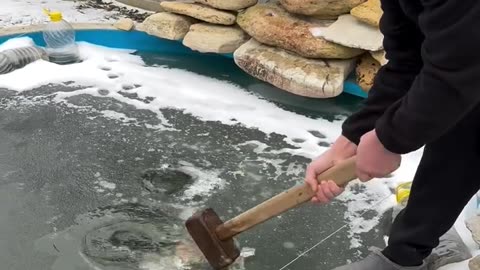 Fish Rescue Goes Wrong
