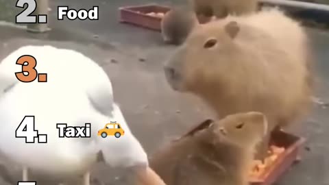 Ranking The Best Capybara Moments